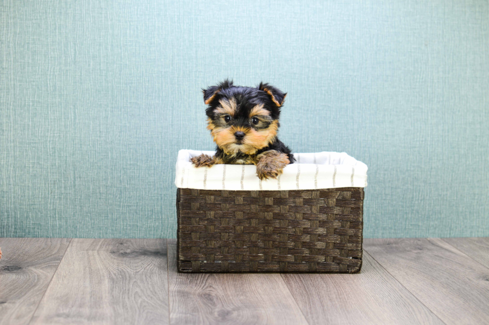 Meet Microteacup-Avery - our Yorkshire Terrier Puppy Photo 