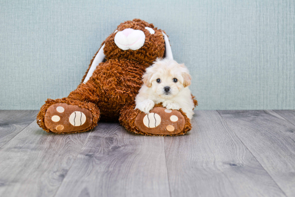 Funny Maltipoo Poodle Mix Pup