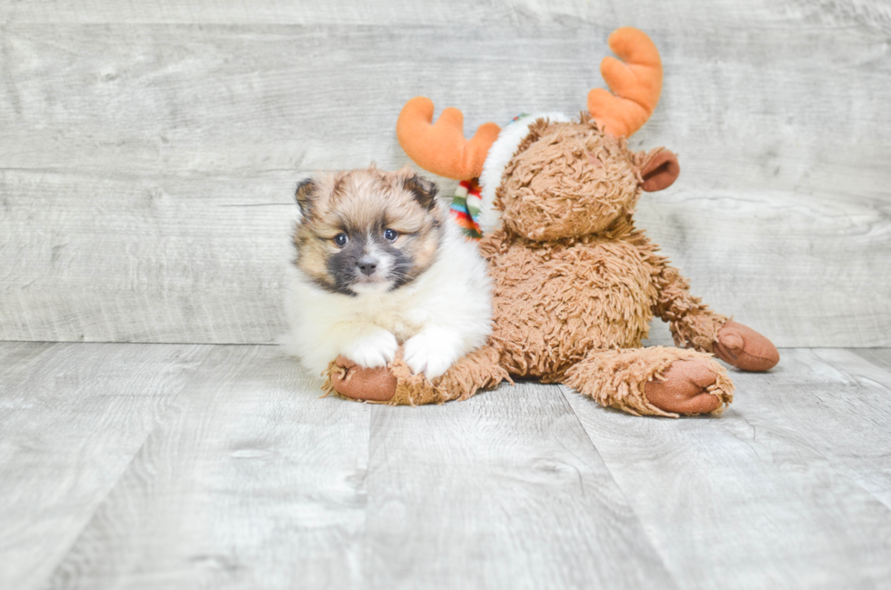 Pomeranian Pup Being Cute