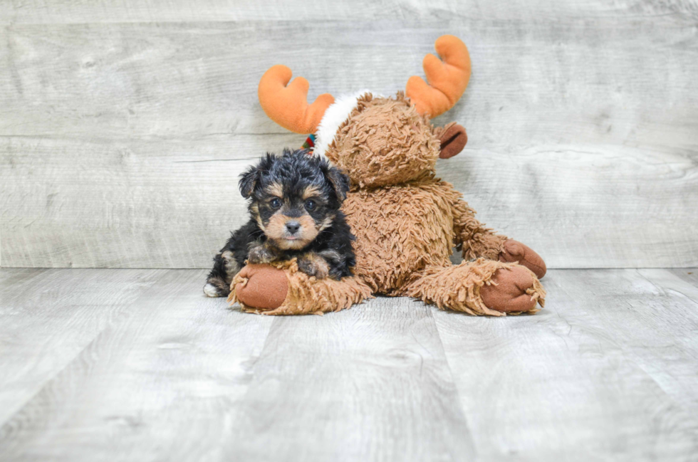 Energetic Yorkie Designer Puppy