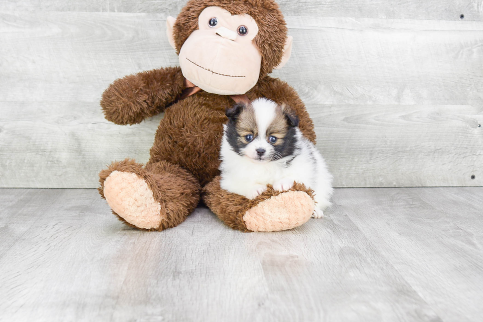 Fluffy Pomeranian Purebred Puppy