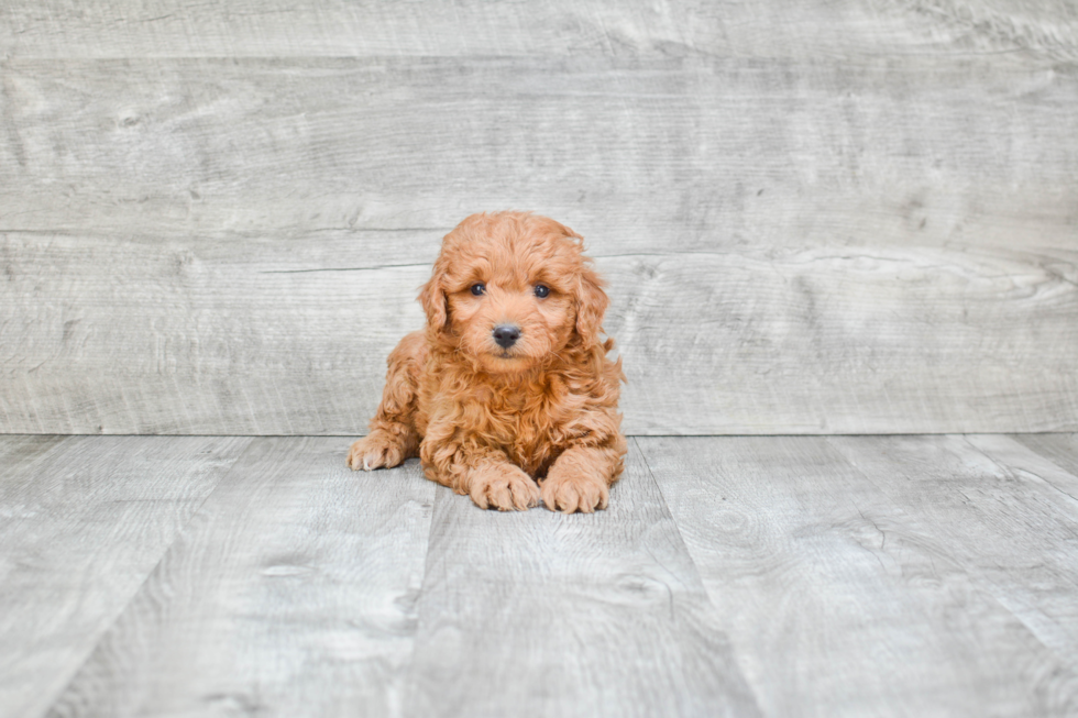 Best Mini Goldendoodle Baby