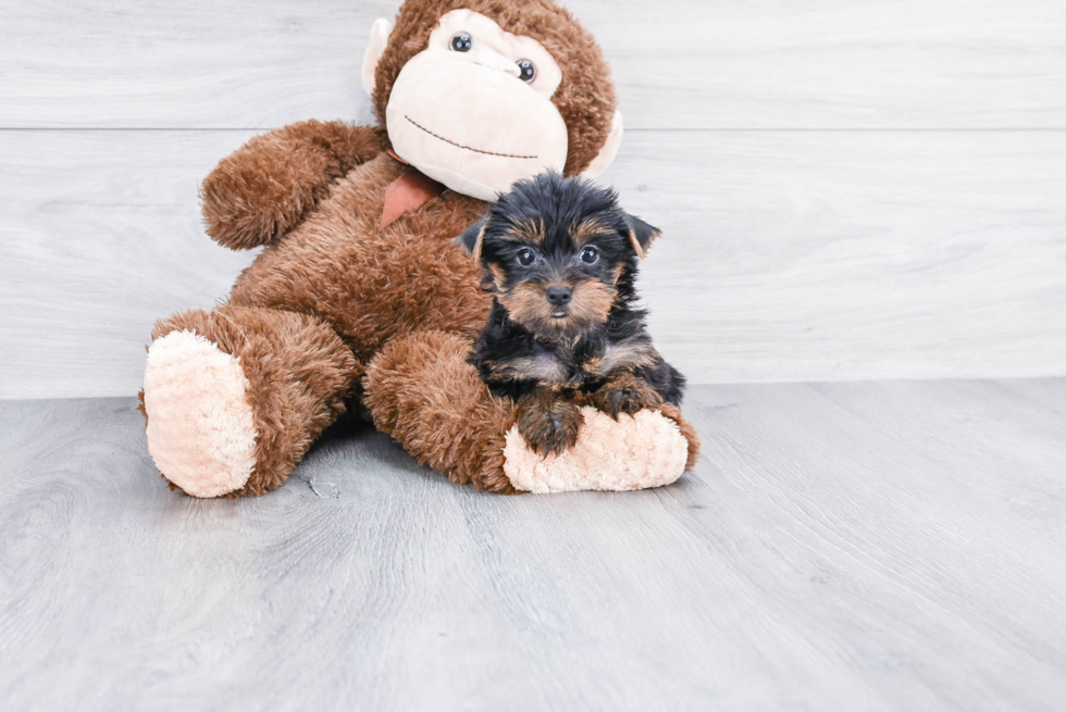 Meet Lorie - our Yorkshire Terrier Puppy Photo 