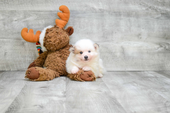 Little Pomeranian Baby