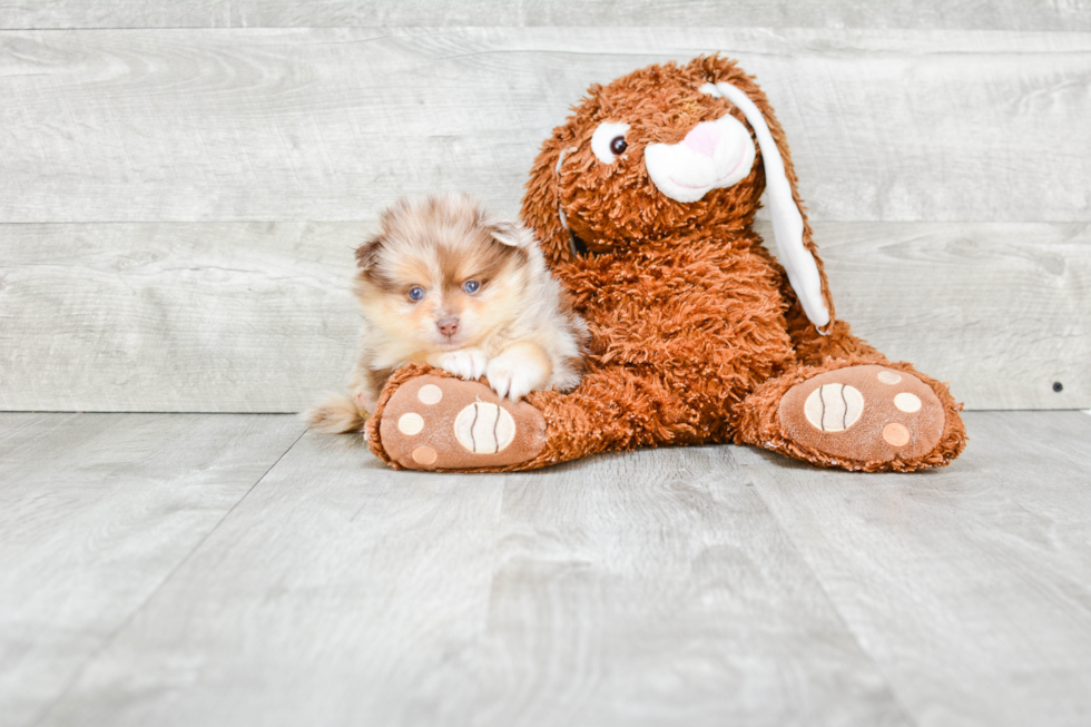 Pomeranian Pup Being Cute