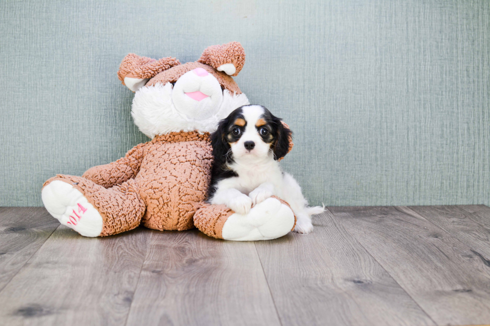 Cavalier King Charles Spaniel Puppy for Adoption