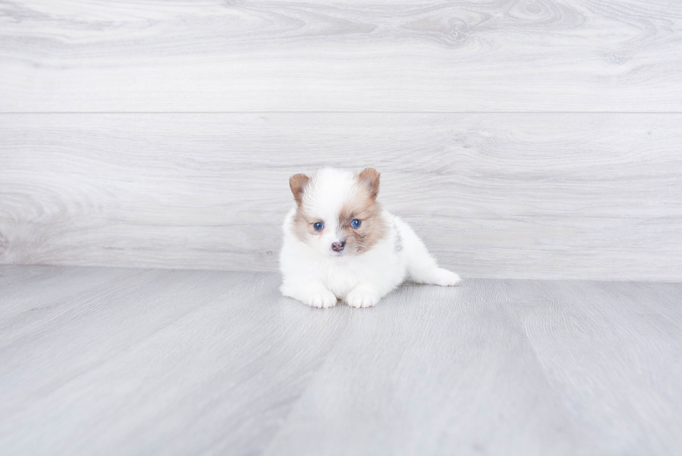 Pomeranian Puppy for Adoption