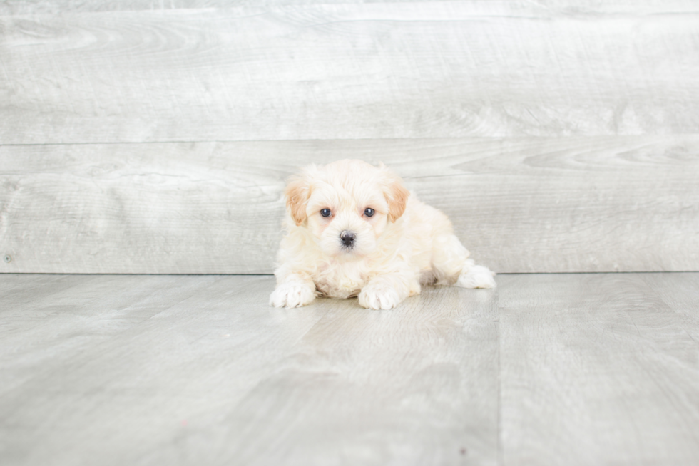 Maltipoo Puppy for Adoption