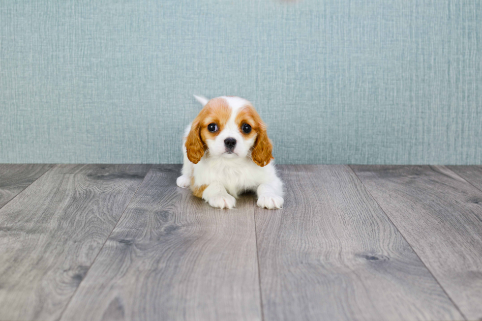 Cavalier King Charles Spaniel Pup Being Cute