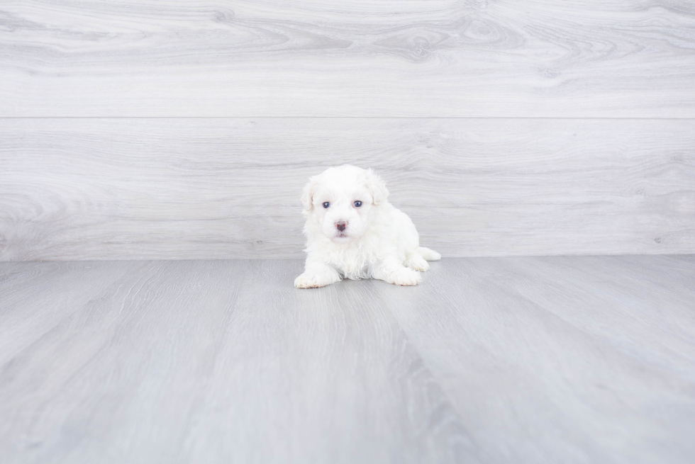 Small Maltipoo Baby