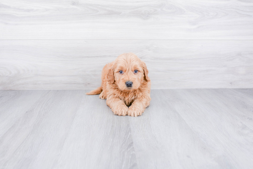 Mini Goldendoodle Puppy for Adoption