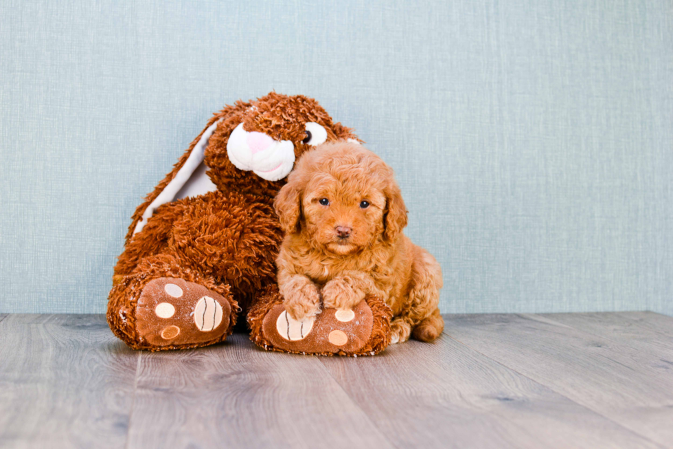 Small Mini Goldendoodle Baby