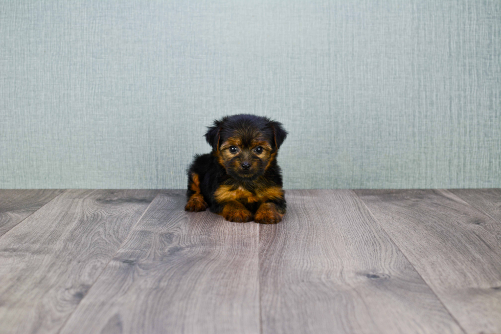 Meet Bella - our Yorkshire Terrier Puppy Photo 