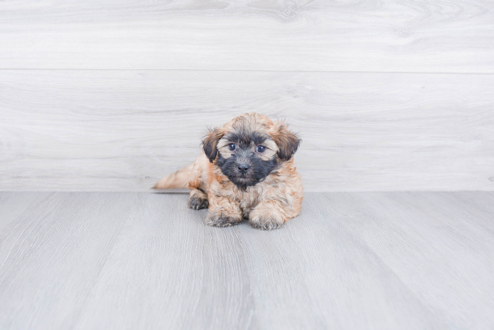 Adorable Shitzu Designer Puppy