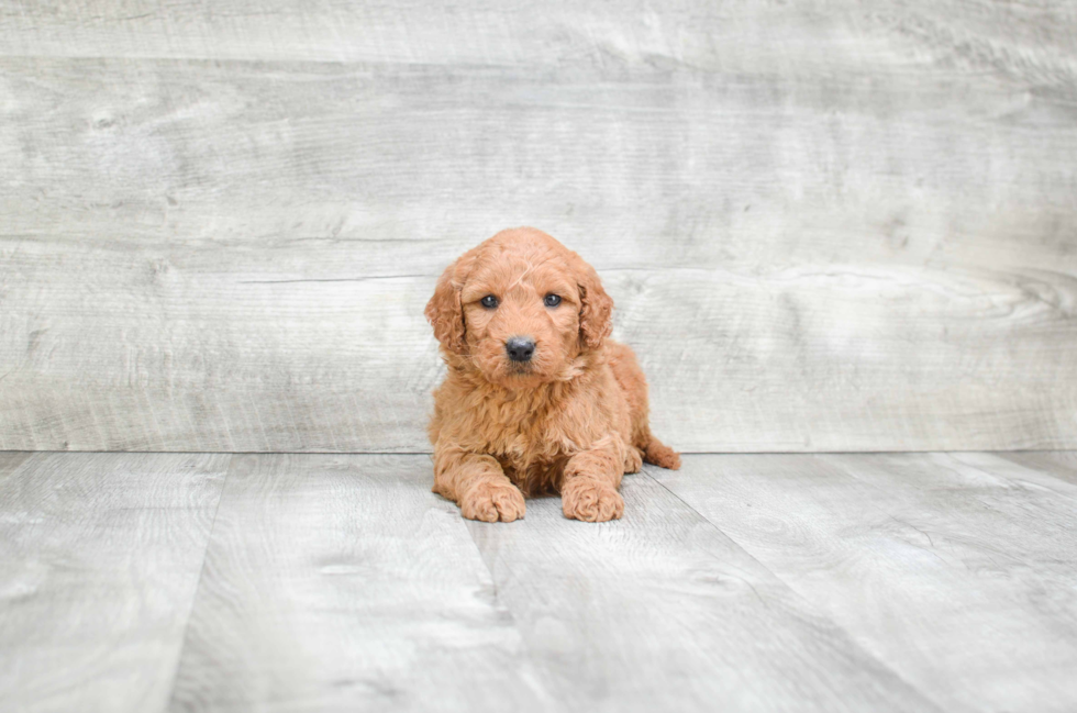 Mini Goldendoodle Puppy for Adoption