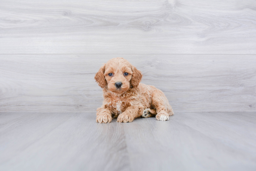 Smart Cockapoo Poodle Mix Pup