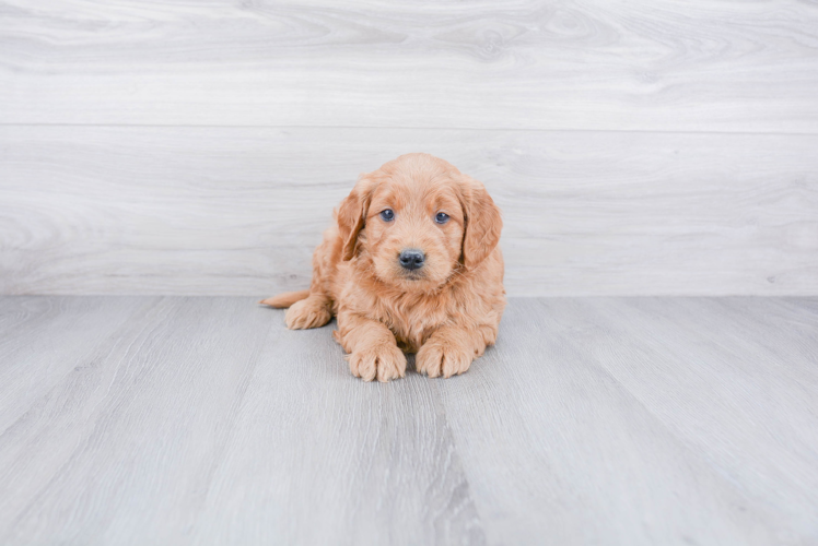 Mini Goldendoodle Puppy for Adoption