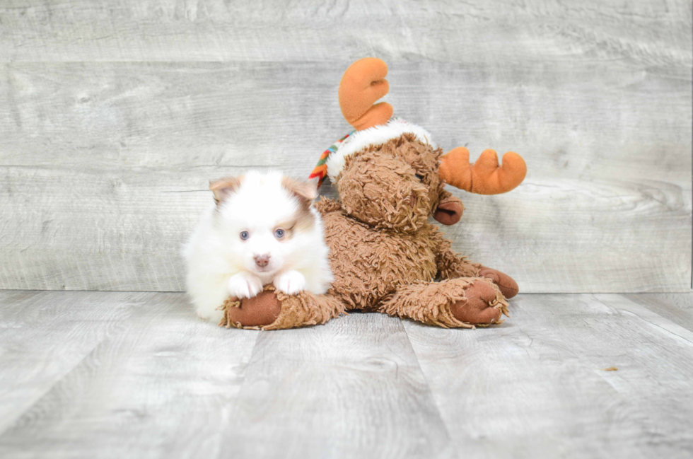 Pomeranian Pup Being Cute