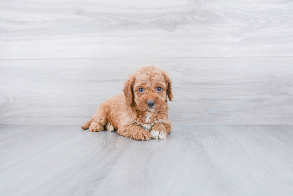 Best Mini Goldendoodle Baby