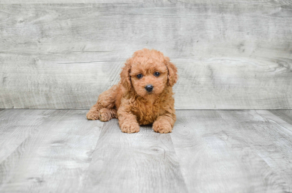 Adorable Cavoodle Poodle Mix Puppy