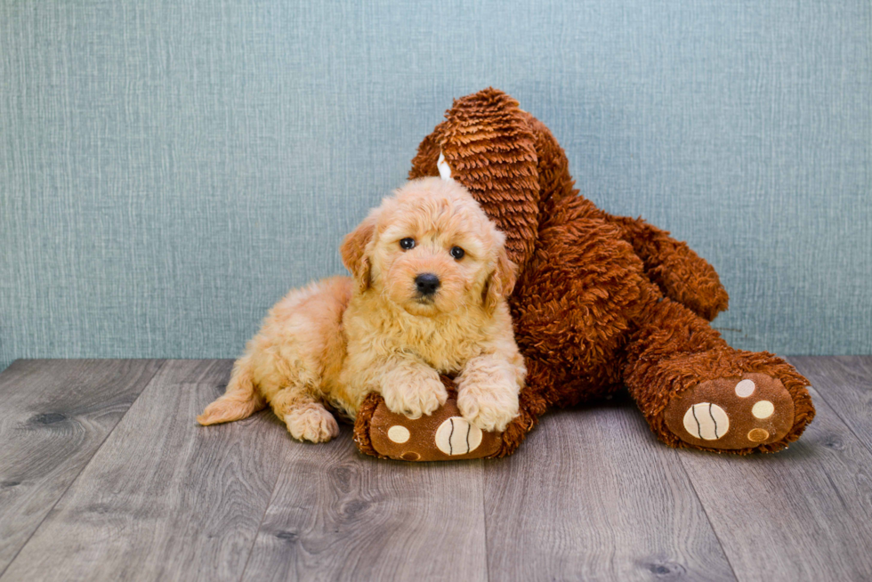 Funny Mini Goldendoodle Poodle Mix Pup