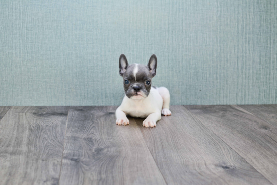 Petite Frenchie Purebred Puppy