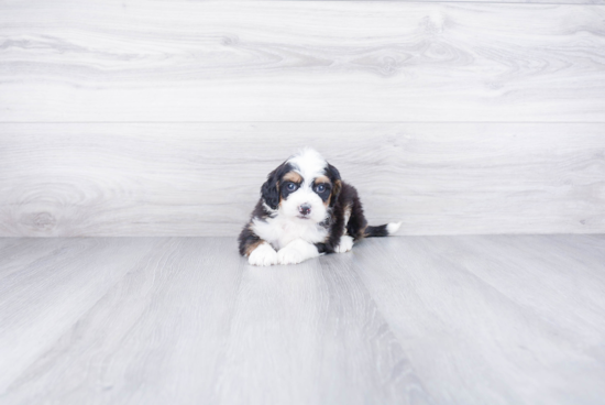 Best Mini Bernedoodle Baby