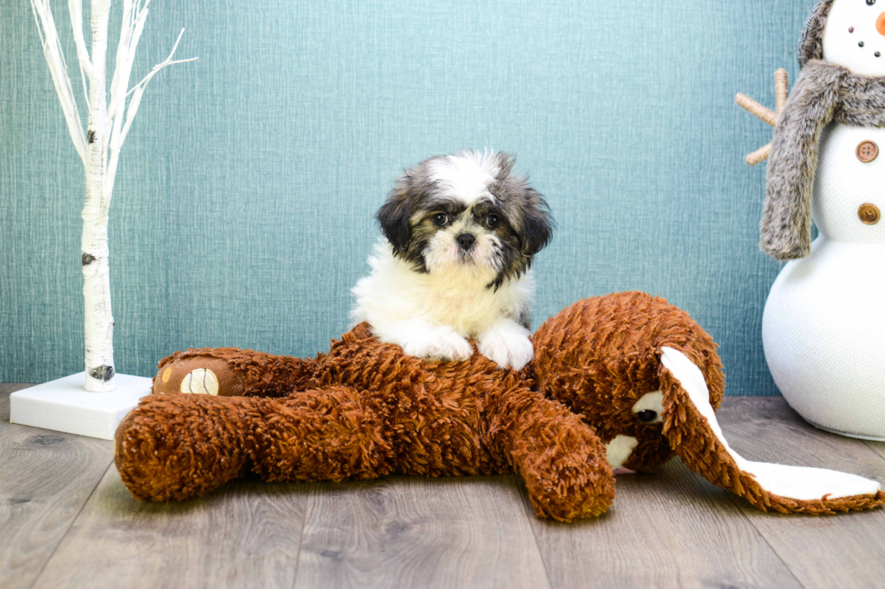 Small Teddy Bear Baby
