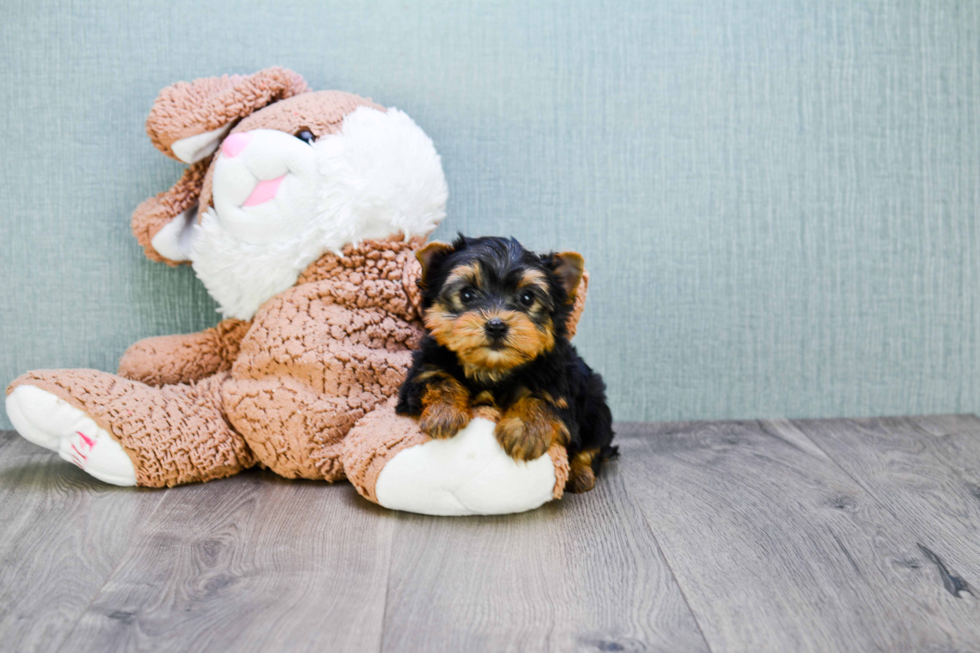 Meet Trigger - our Yorkshire Terrier Puppy Photo 