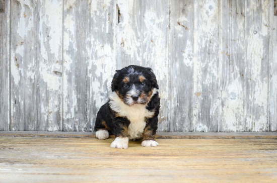 Best Mini Bernedoodle Baby