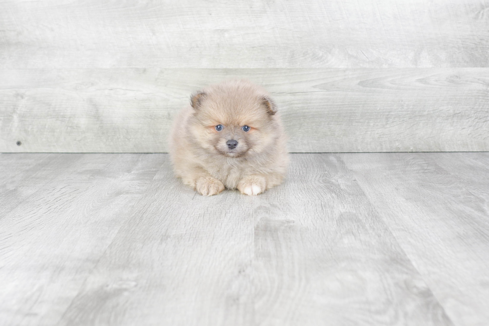 Funny Pomeranian Baby