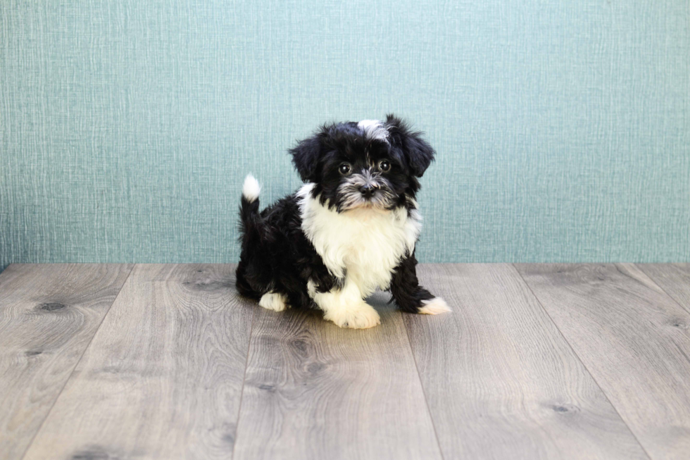 Playful Havanese Purebred Pup