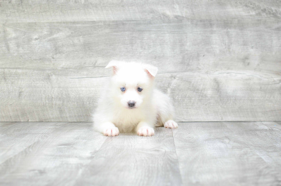 Hypoallergenic Mini Husky Designer Puppy