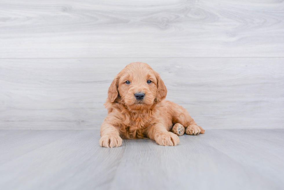 Mini Goldendoodle Puppy for Adoption