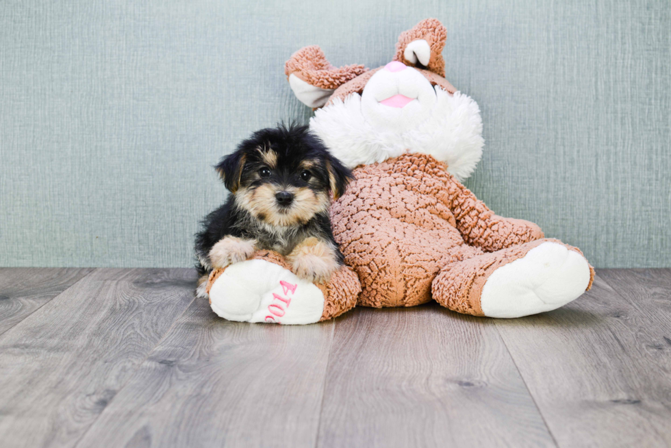 Hypoallergenic Yorkie Designer Puppy