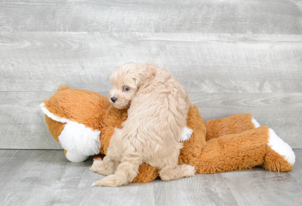 Cavapoo Pup Being Cute