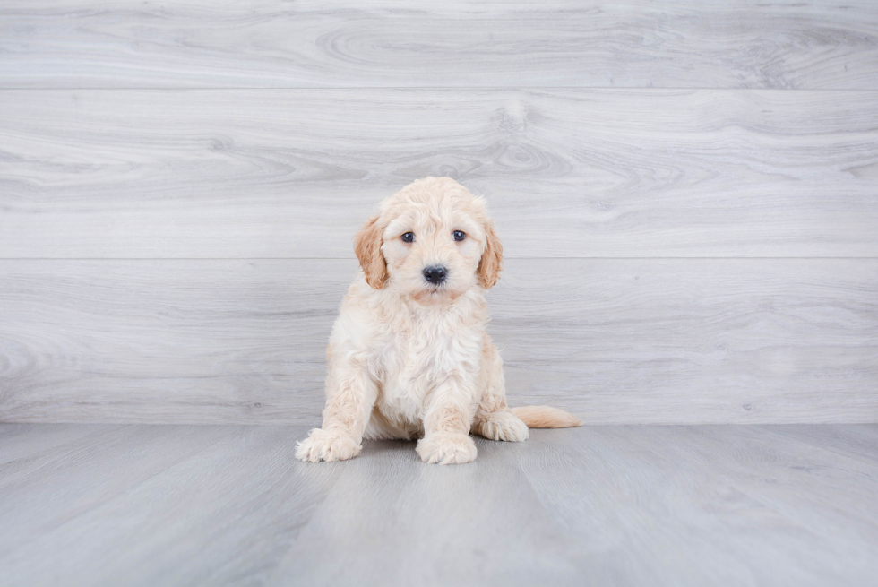 Mini Goldendoodle Puppy for Adoption