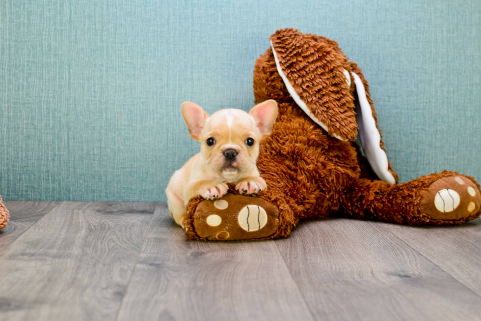 French Bulldog Pup Being Cute