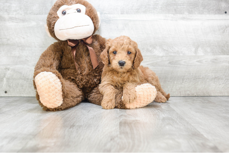 Energetic Golden Retriever Poodle Mix Puppy