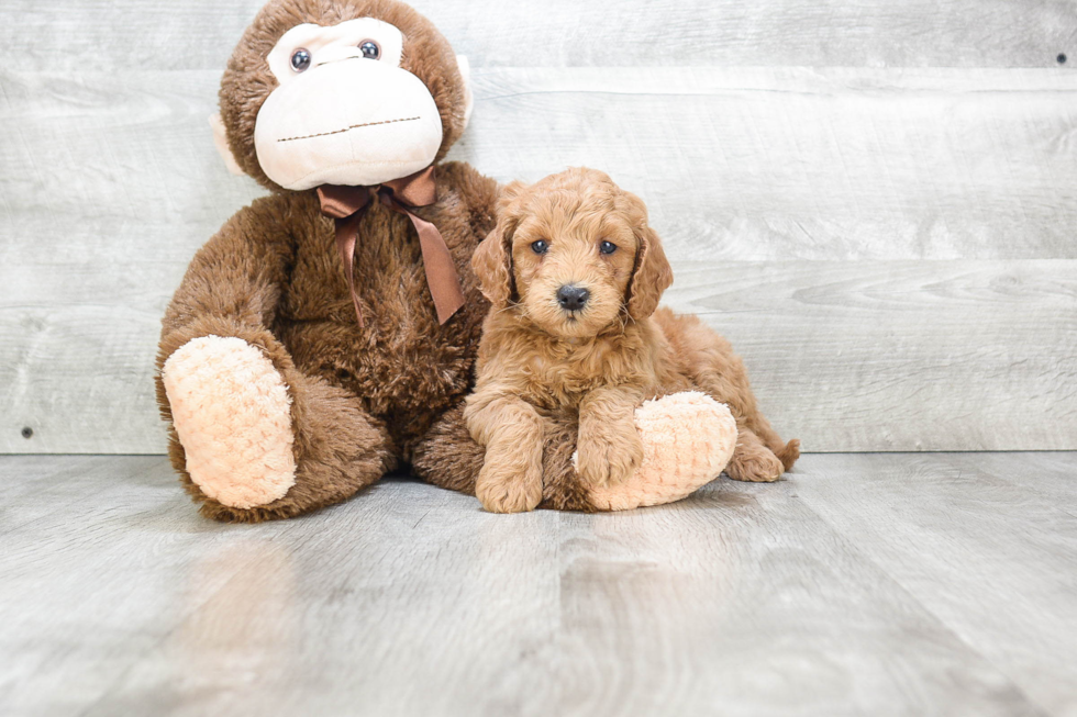 Energetic Golden Retriever Poodle Mix Puppy