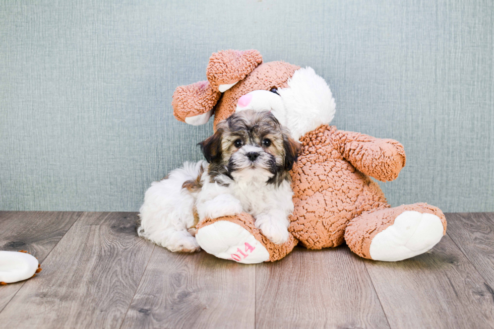 Little Havanese Purebred Pup