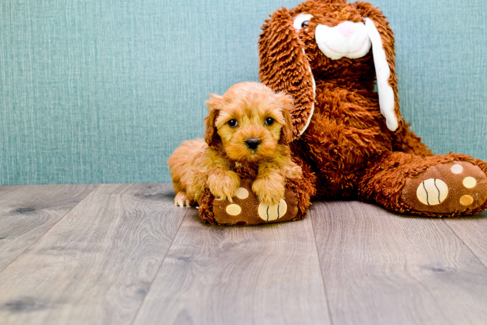 Cavapoo Pup Being Cute