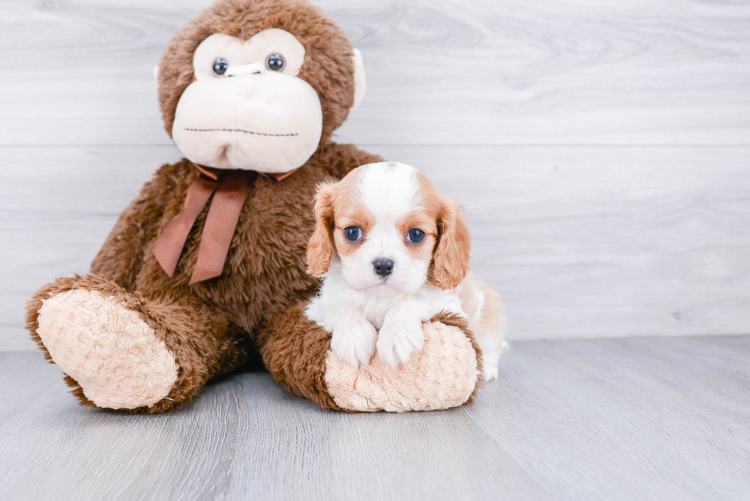 Adorable Cavalier King Charles Spaniel Purebred Puppy