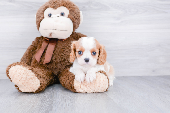 Adorable Cavalier King Charles Spaniel Purebred Puppy