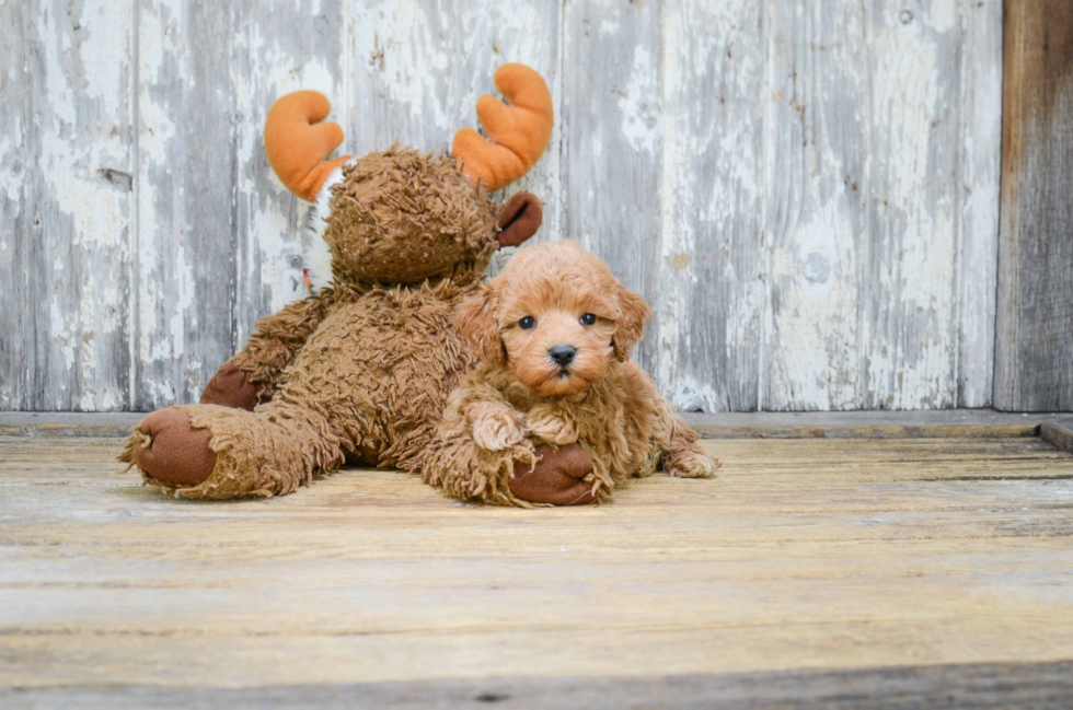 Cavapoo Puppy for Adoption