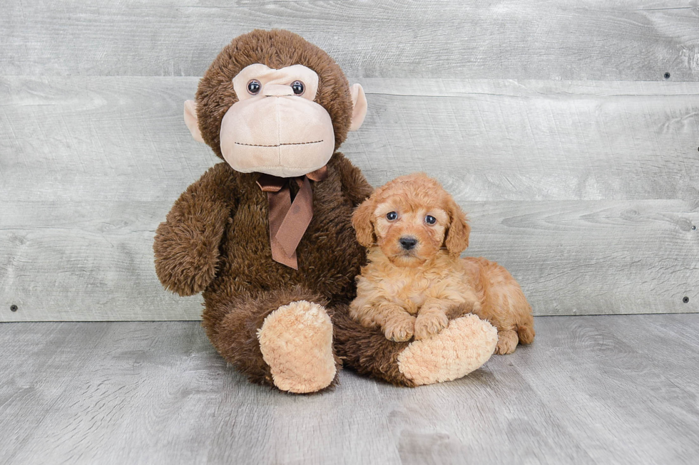 Little Golden Retriever Poodle Mix Puppy