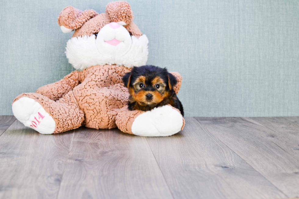 Meet Capone - our Yorkshire Terrier Puppy Photo 