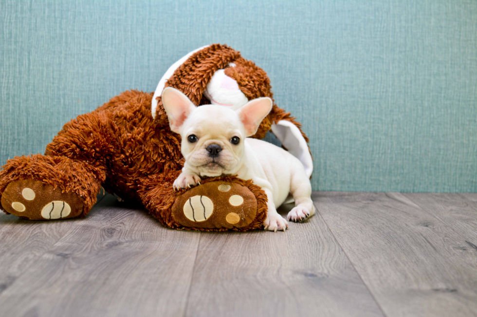 French Bulldog Pup Being Cute