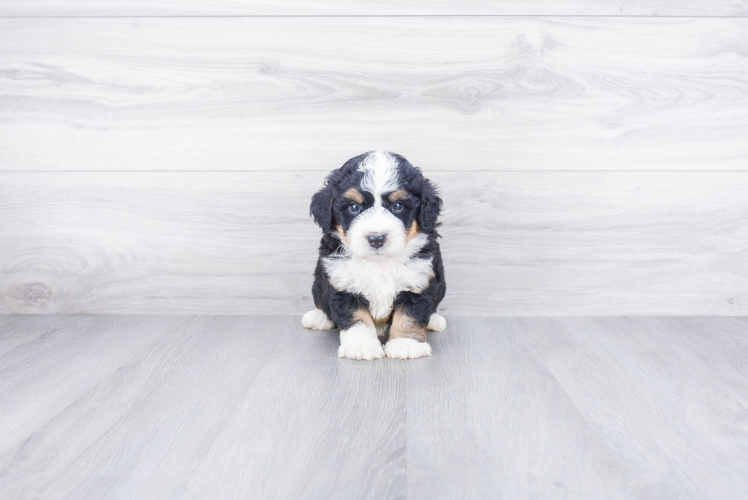 Little Bernadoodle Poodle Mix Puppy