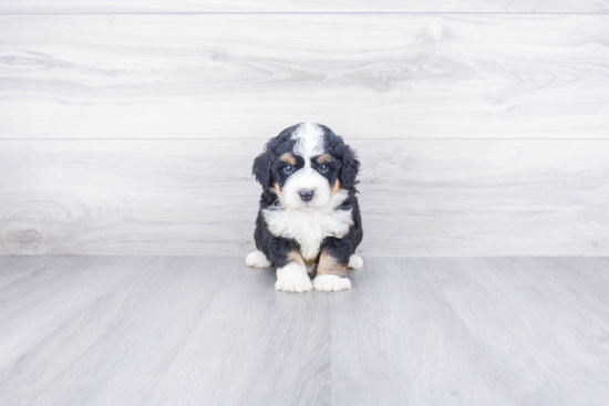 Little Bernadoodle Poodle Mix Puppy